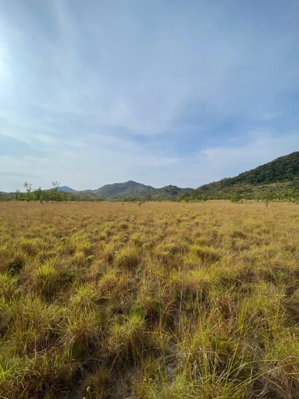 VENDE-SE - 3 Fazendas | 954 HECTARES | AMAJARI - RORAIMA