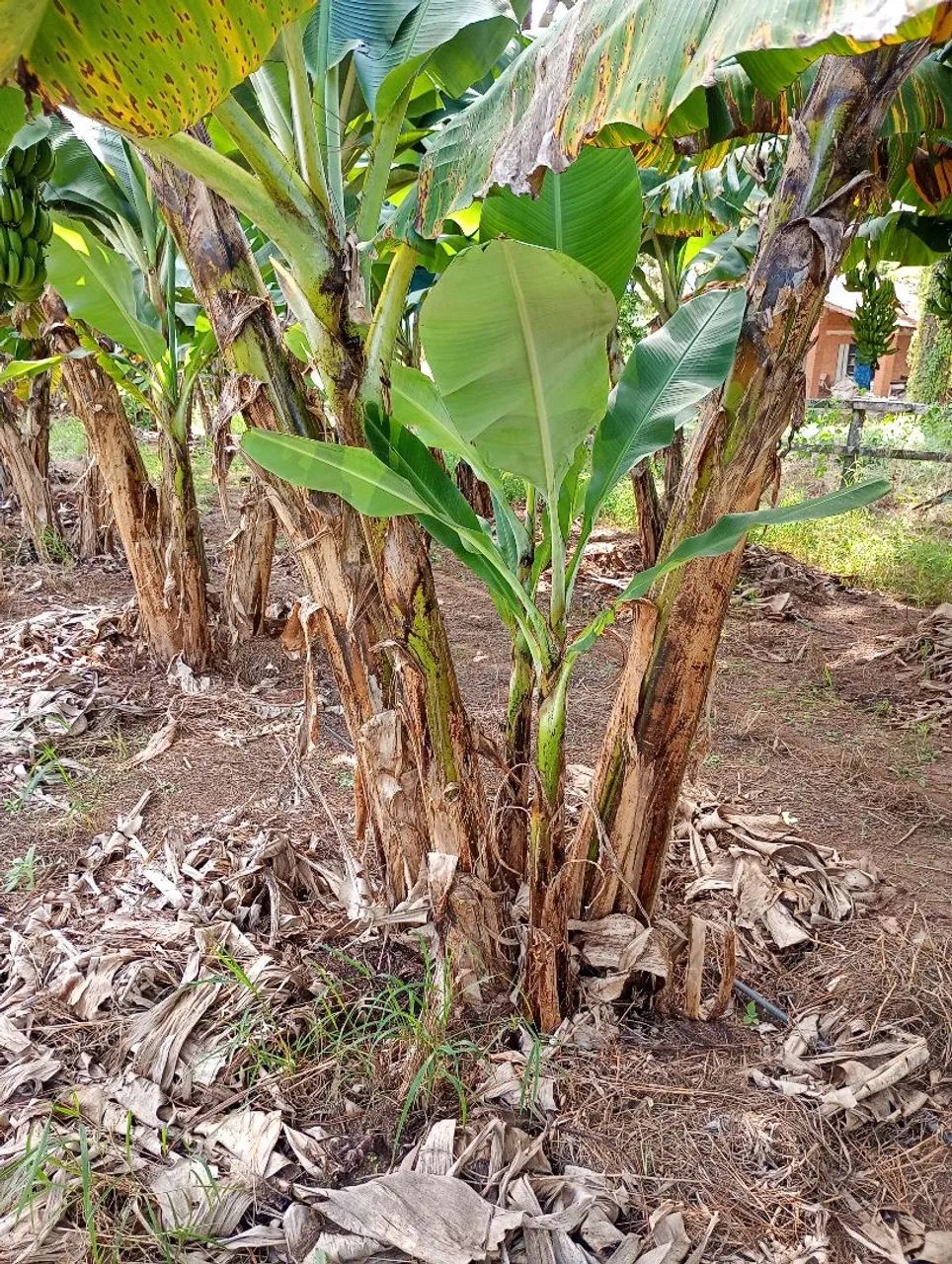 Muda de banana ?