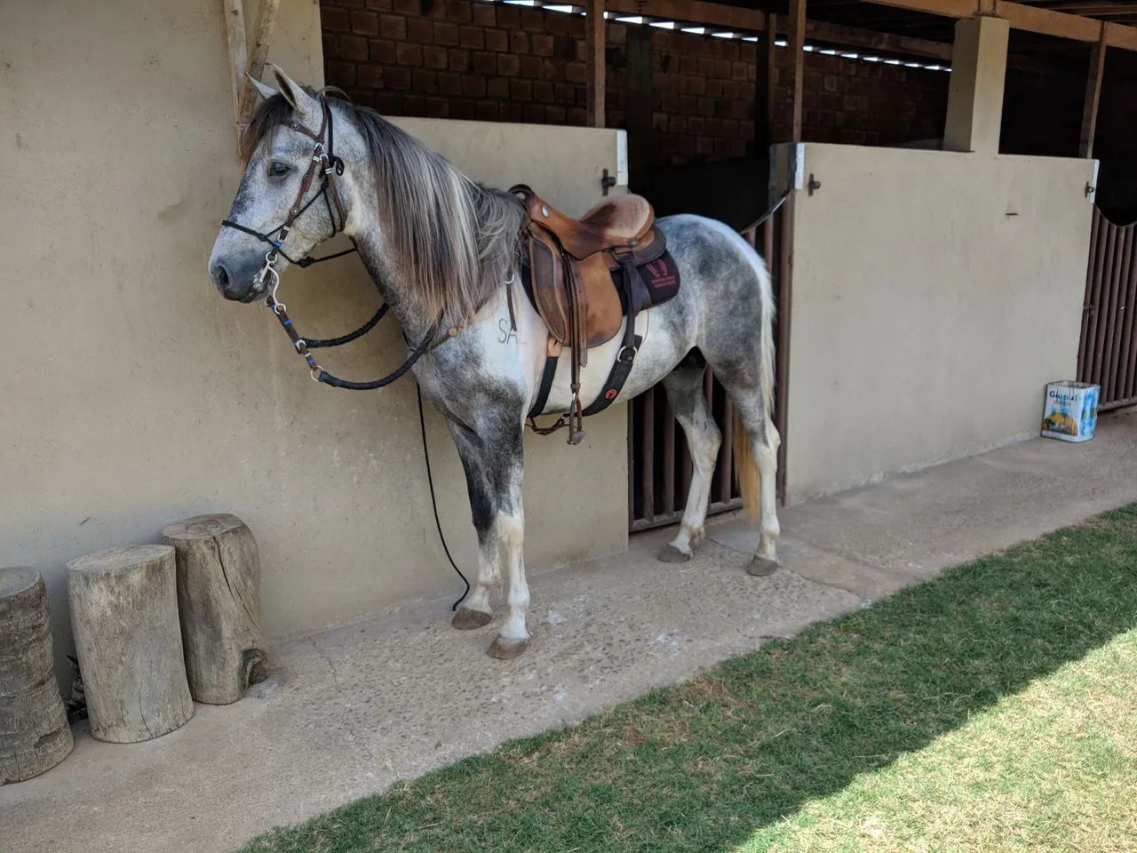 Cavalo mangalarga  - Foto 2