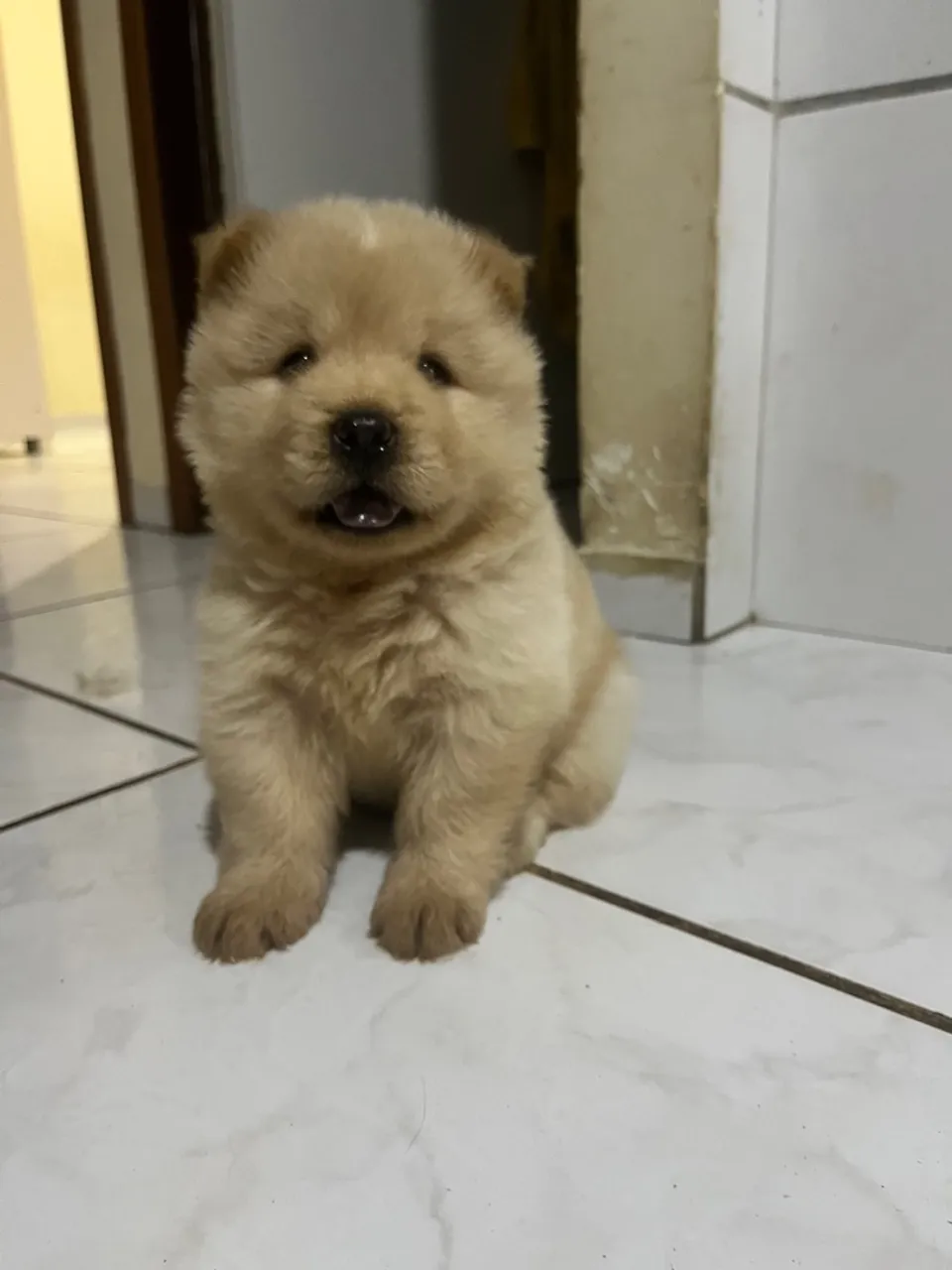 filhote de chow chow, macho
