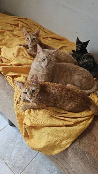 Gatinhos fofos para adoção - Foto 3