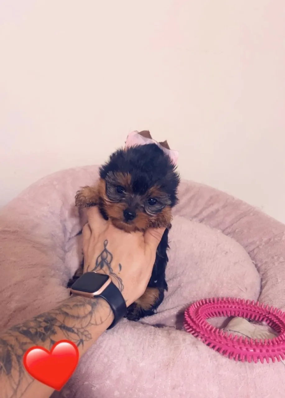 Luxuosa fêmea yorkshire terrier