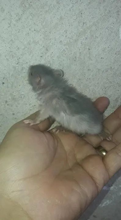 Rato twister harley, marten e +