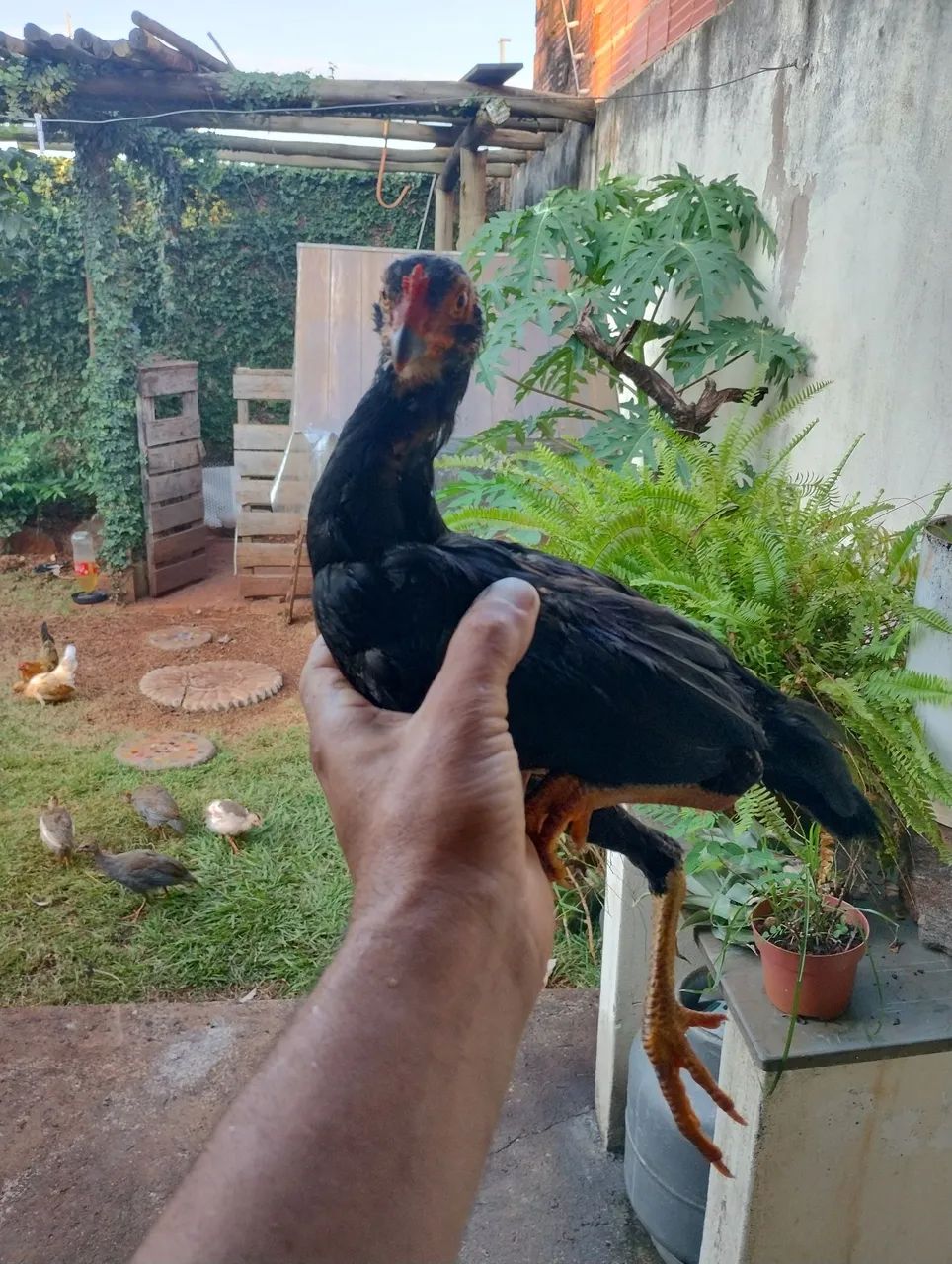 Frango  indio preto - Foto 6