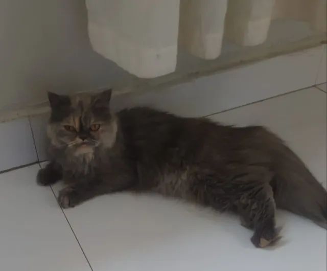 Procuro Namorado para minha Gatinha