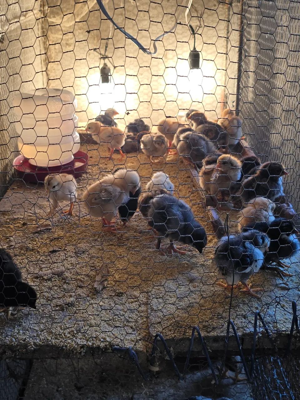 Ovos e Pintinhos de Galinha Balão - Foto 2