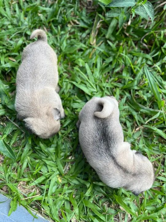 Filhote de Pug disponível macho **Faço entrega - Foto 3