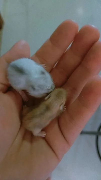 Hamster filhotes  - Foto 4