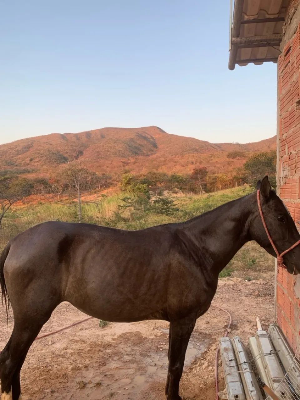 Cavalo para agropecuária
