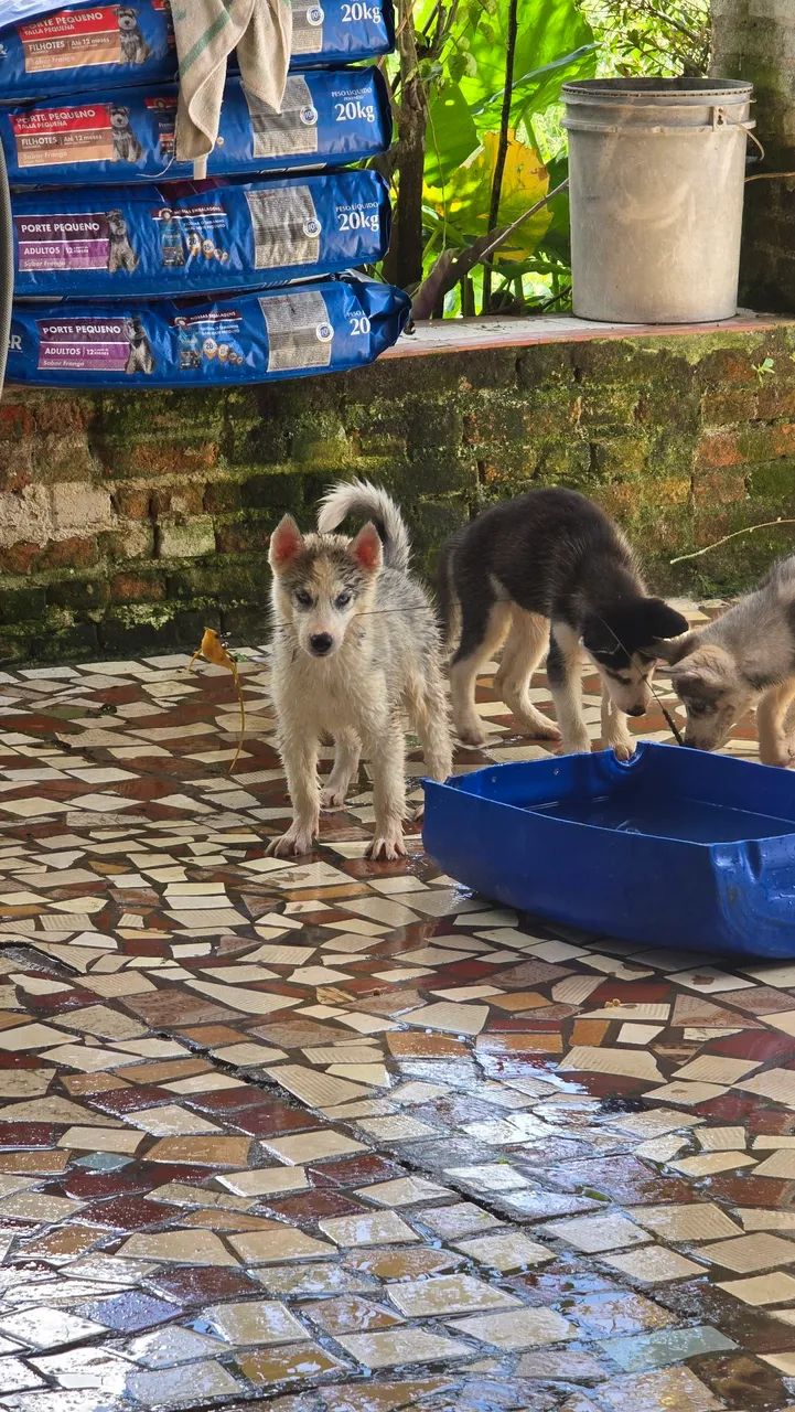 Filhotes de Husky Siberiano fêmeas  - Foto 4
