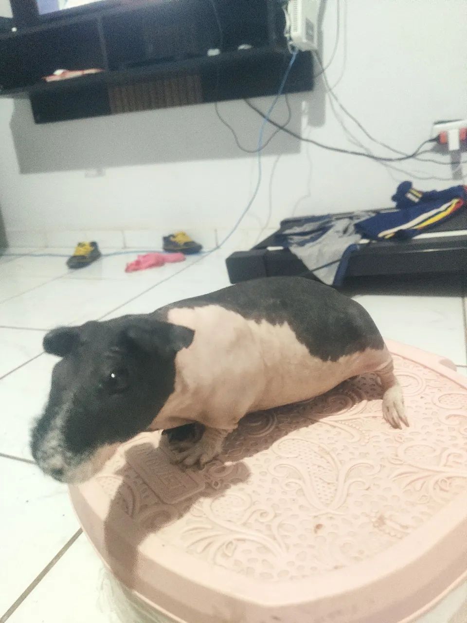 Porquinho da índia ( sem pêlos )