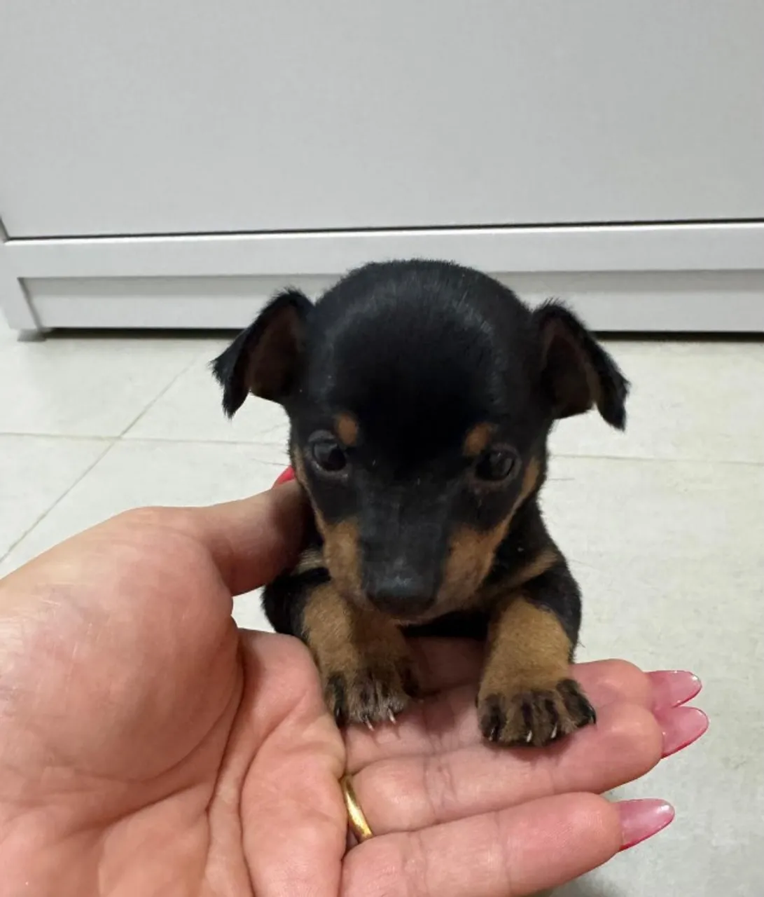Vendo Pinscher 1