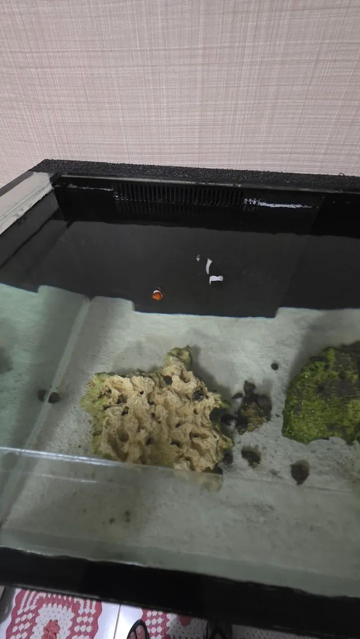 Aquário Marinho 250L Completo  - Foto 5