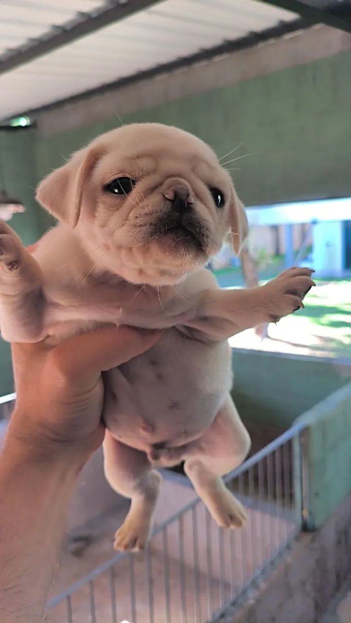 Pug - Foto 2