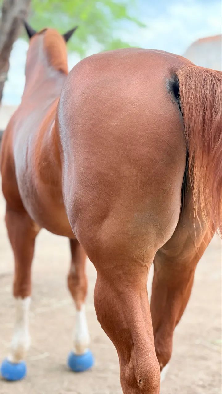 Cavalo quarto de milha vaquejada esquerda - Foto 5