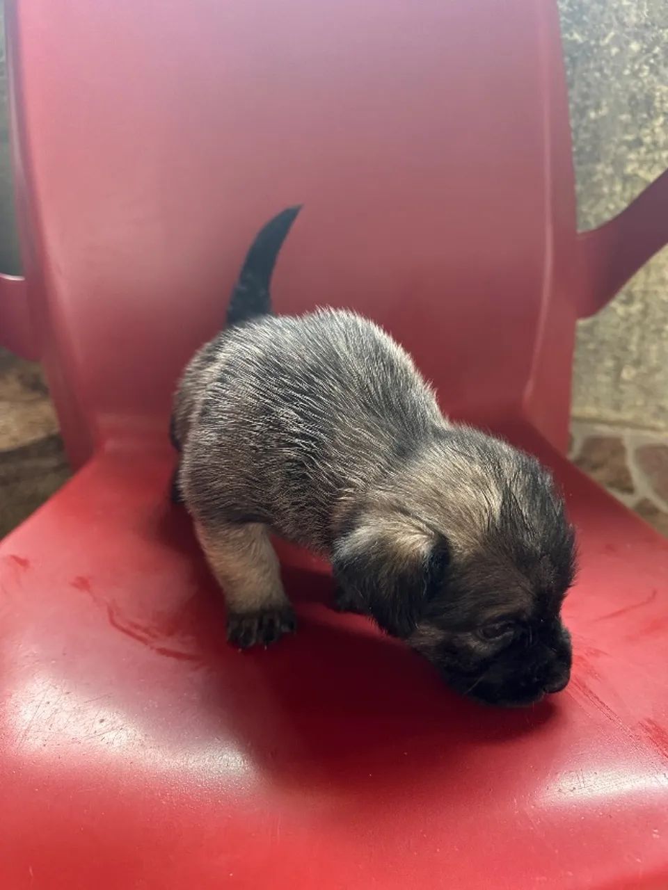 Filhotes  - Foto 4