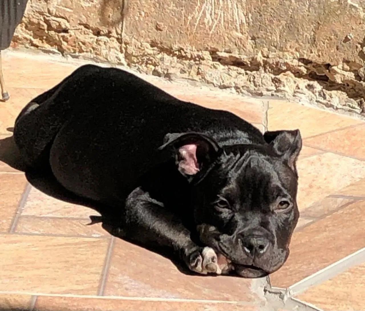 American Bully - Foto 2