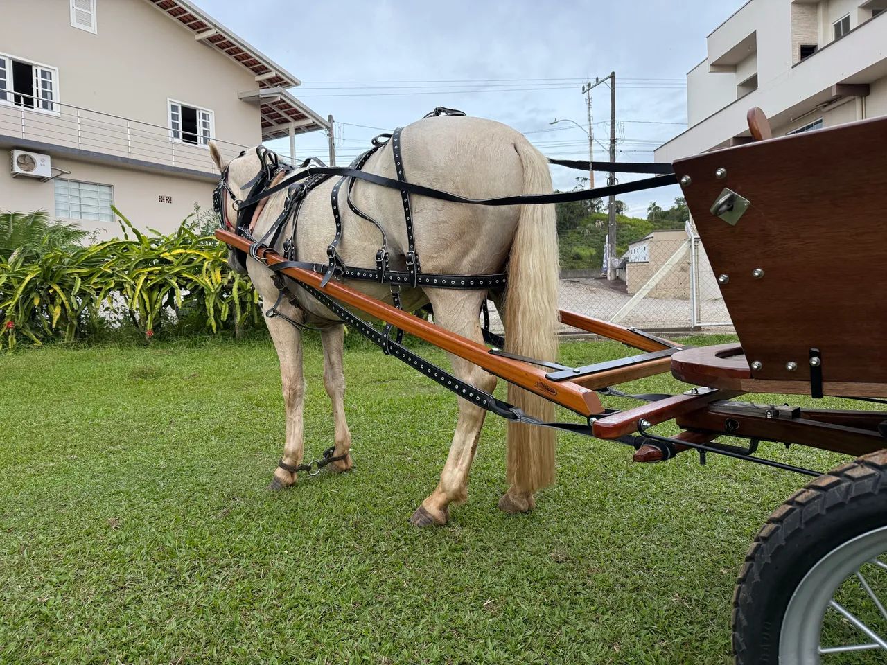 Crioulo Puro Castrado  - Foto 4