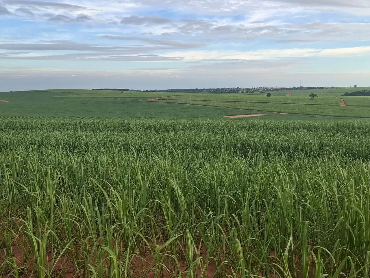 Fazenda de Cana !!!!!!!!!!!!! - Foto 4