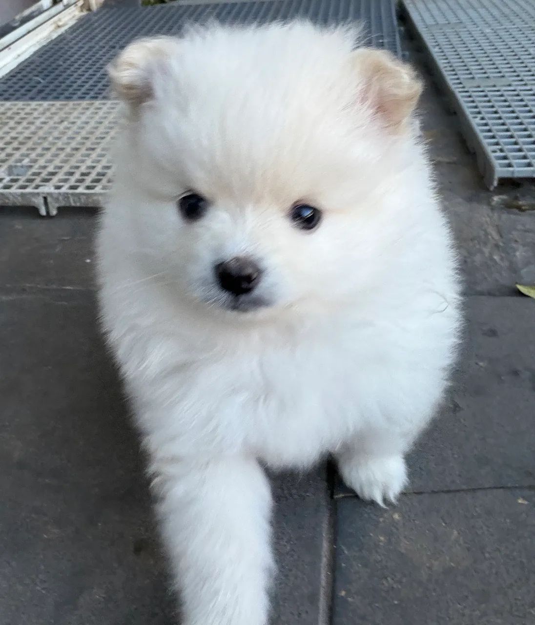 Spitz alemão  - Foto 4