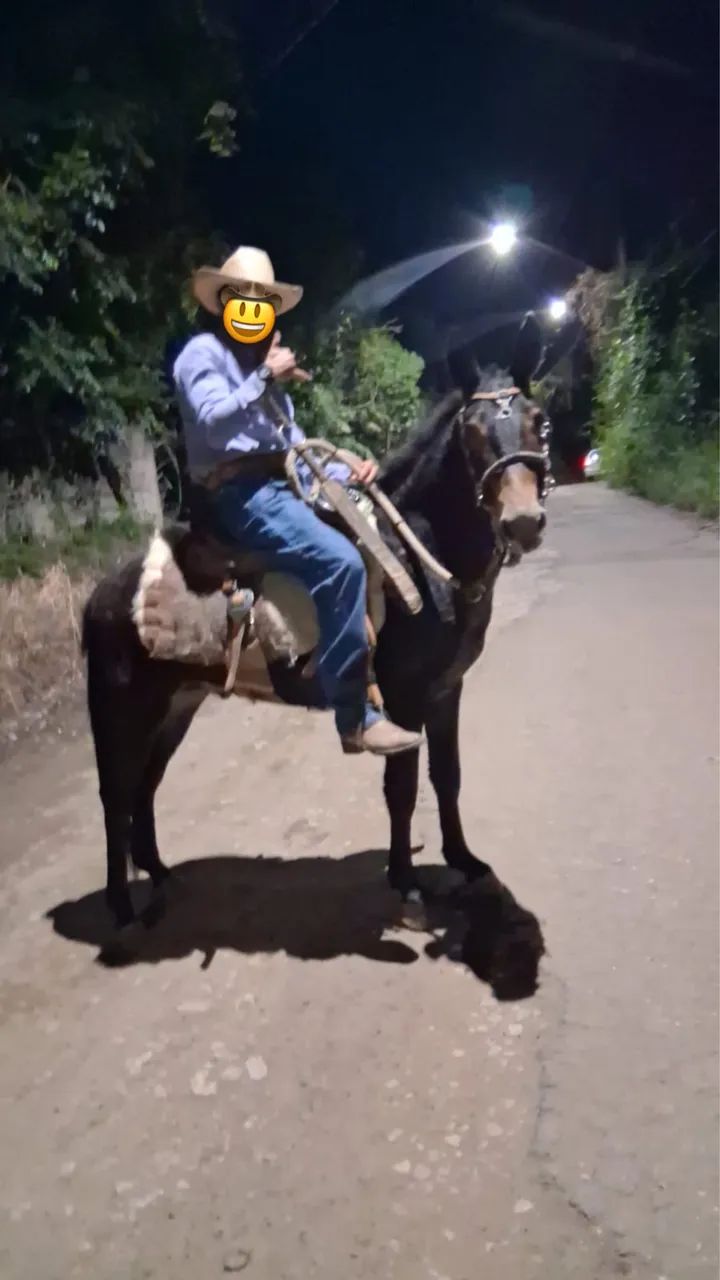 Burro Preto