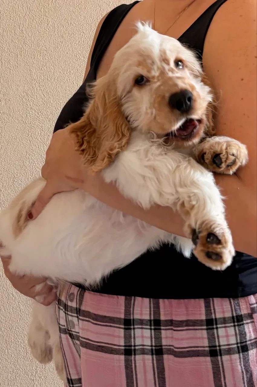 Cachorro filhote Cocker Spaniel (Macho) - Foto 2