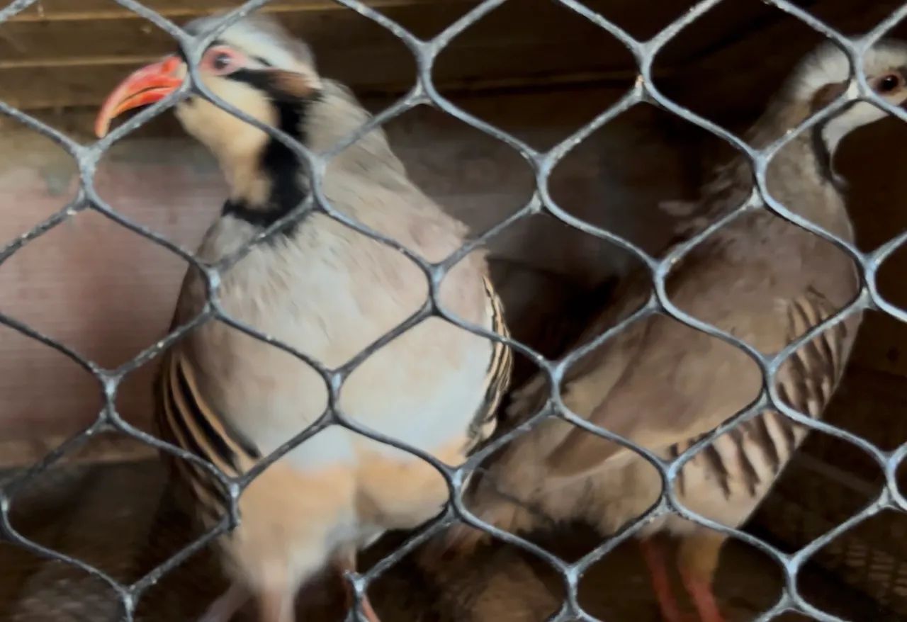 Perdiz chukar  - Foto 4