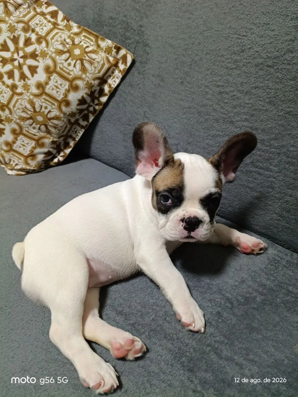 Vendo uma cachorrinha de 2 meses, raça buldogues franceses 