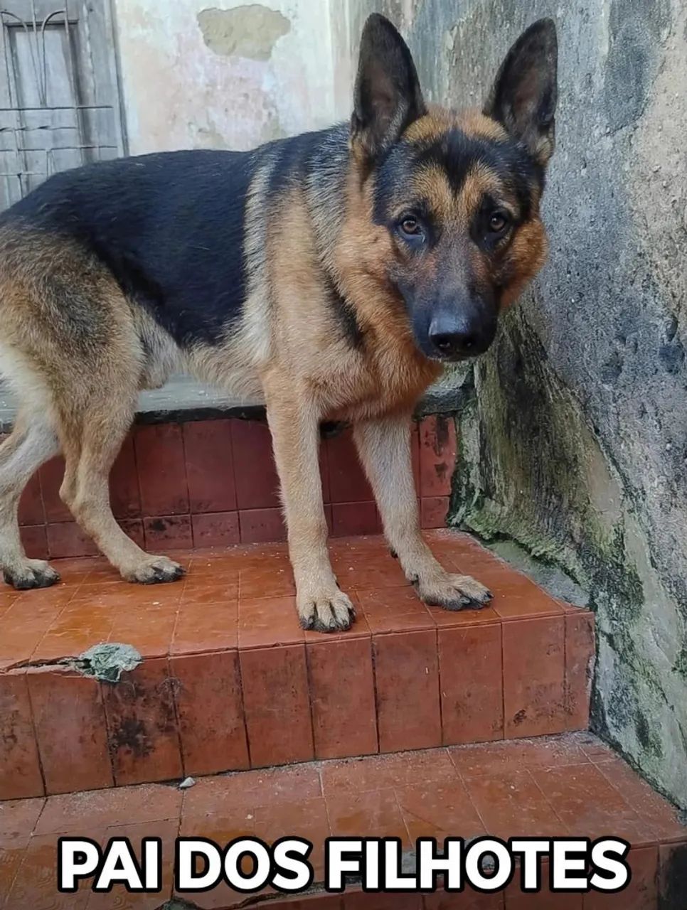 PASTOR ALEMÃO - Foto 2