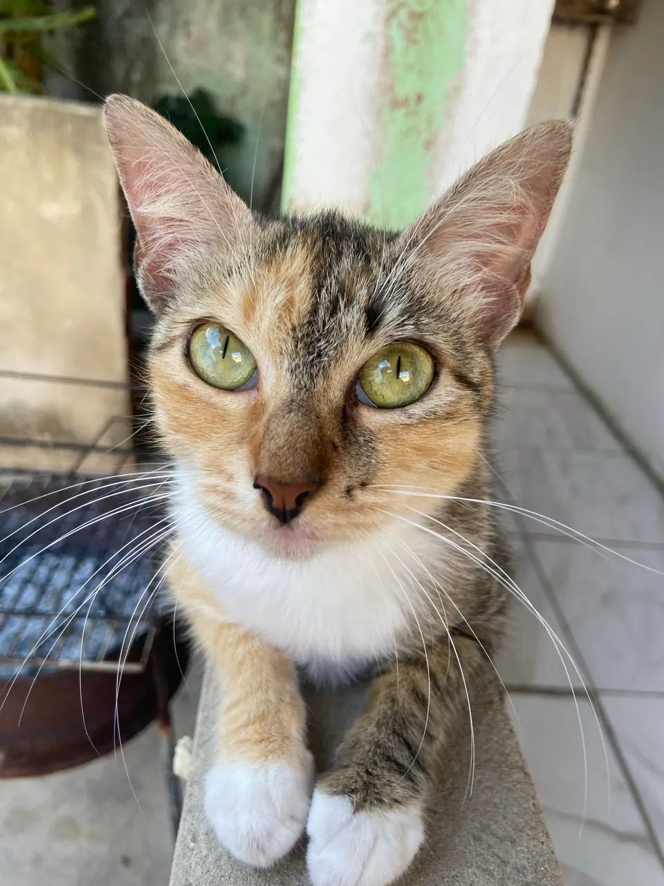 gatinha já castrada - Foto 2