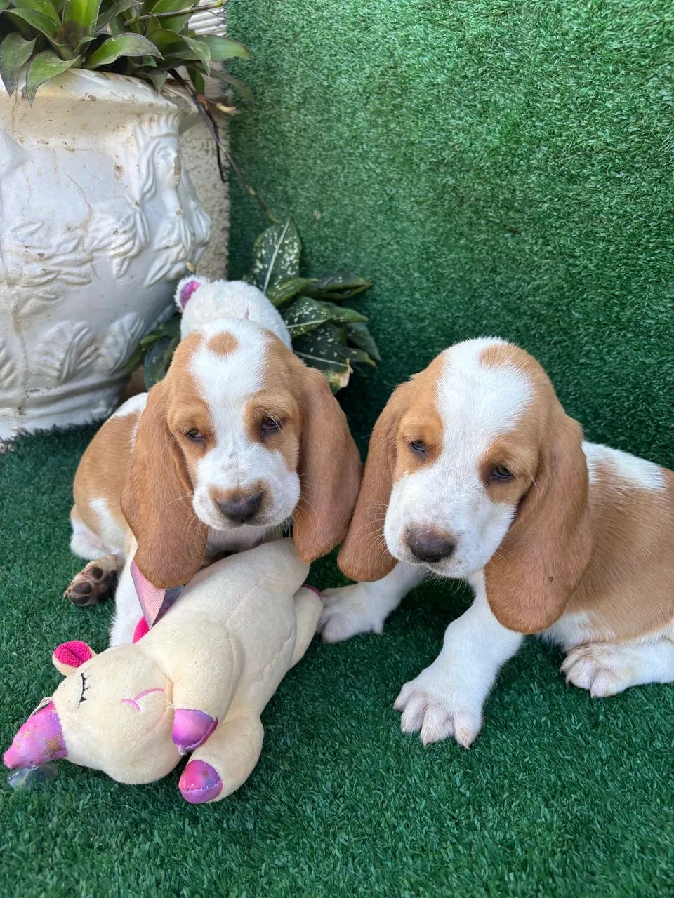 Basset hound  - Foto 3