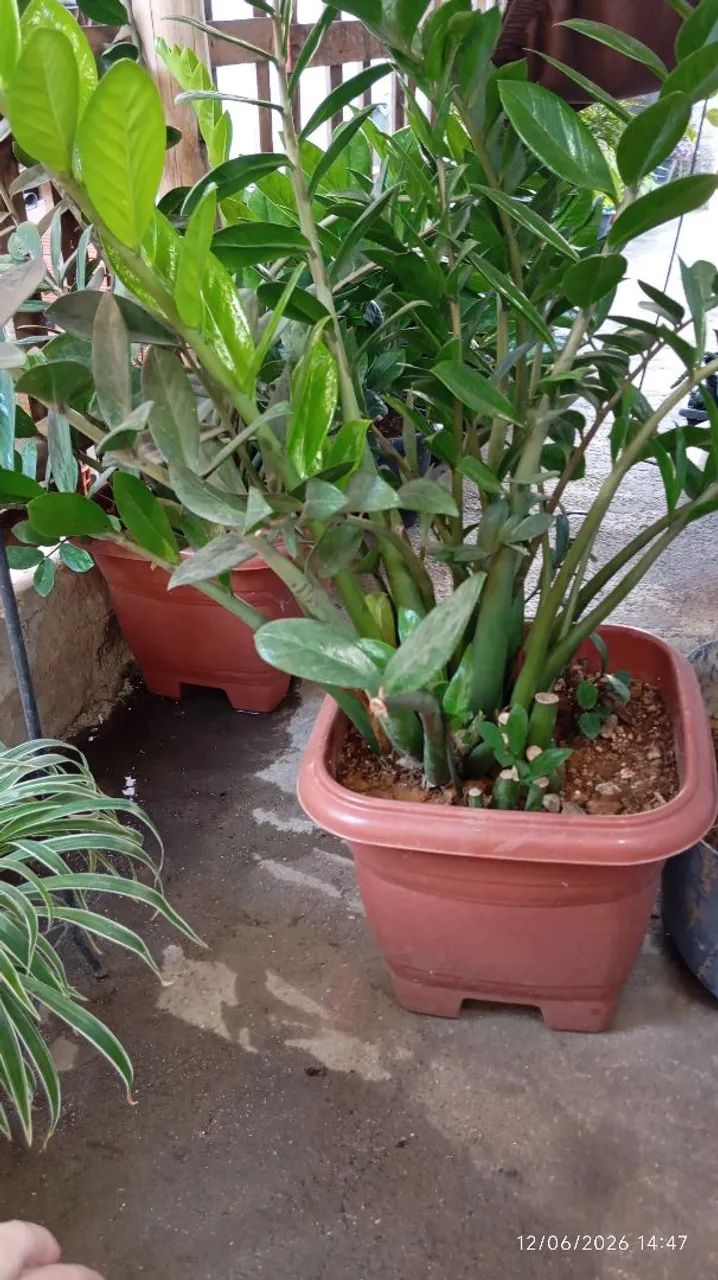  Planta Zamioculca  - Foto 2