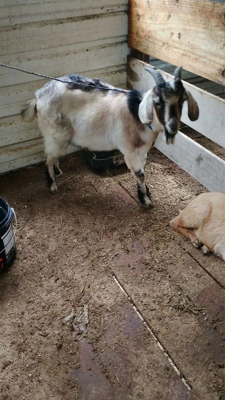 Bode Boer puro 