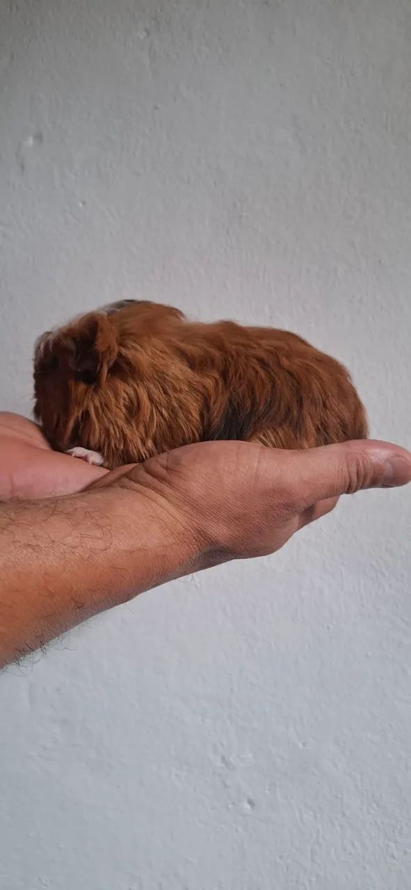 Cobaya65203908005251123