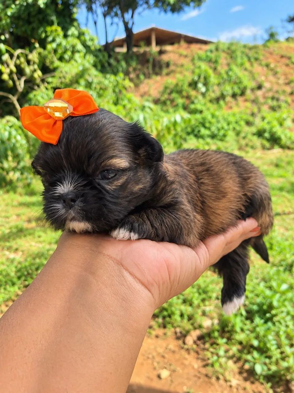 Shihtzu mini - Foto 3