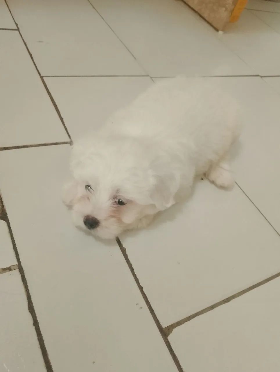 Cachorro shitzu macho branco - Foto 2