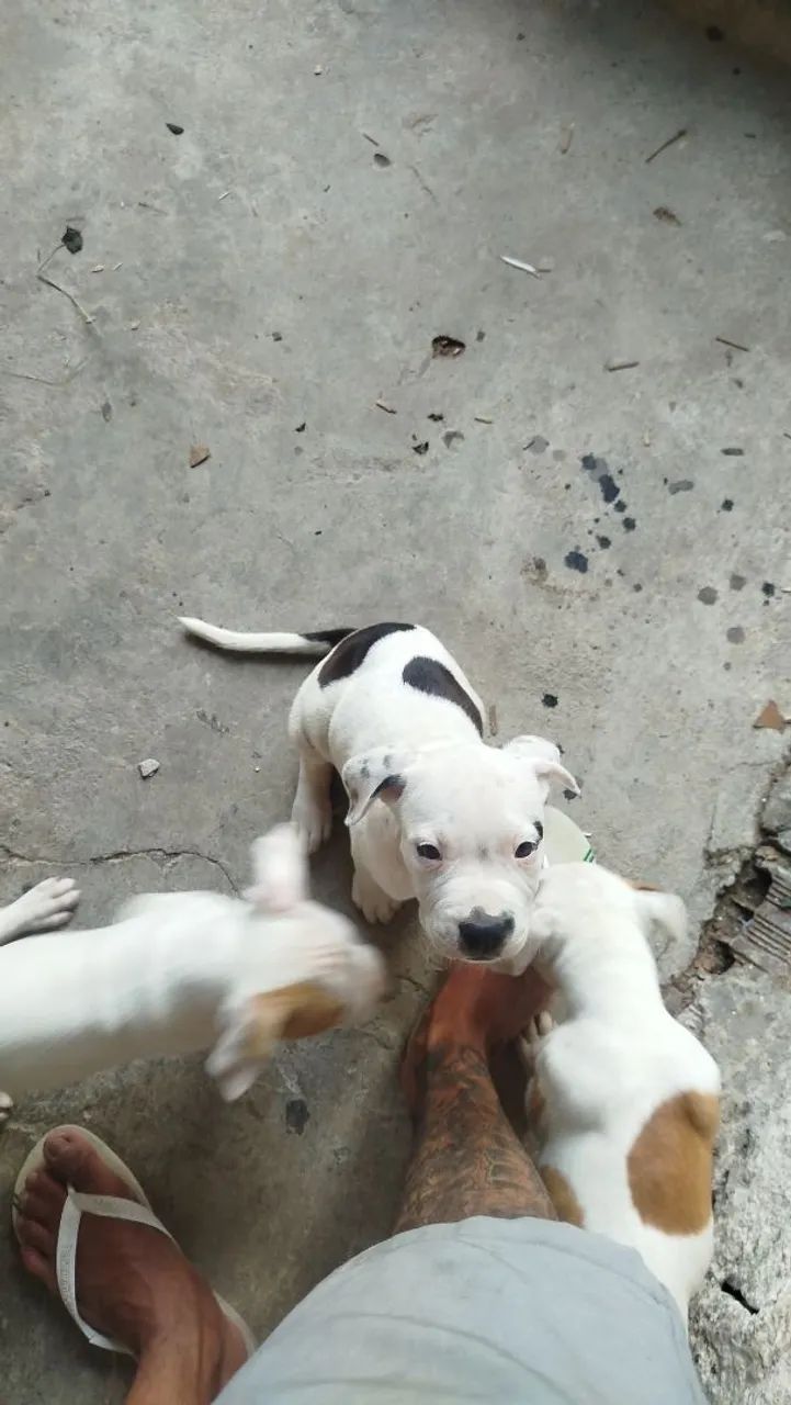 Pit Bull ligitimos  - Foto 5