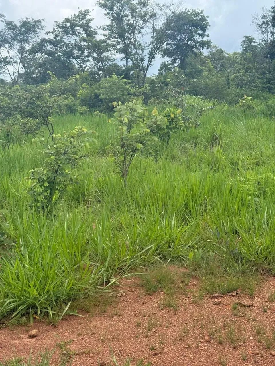 Fazenda a venda, em Dianópolis - Tocantins!!! - Foto 5