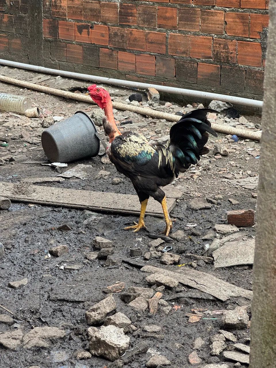 Galos polacos 