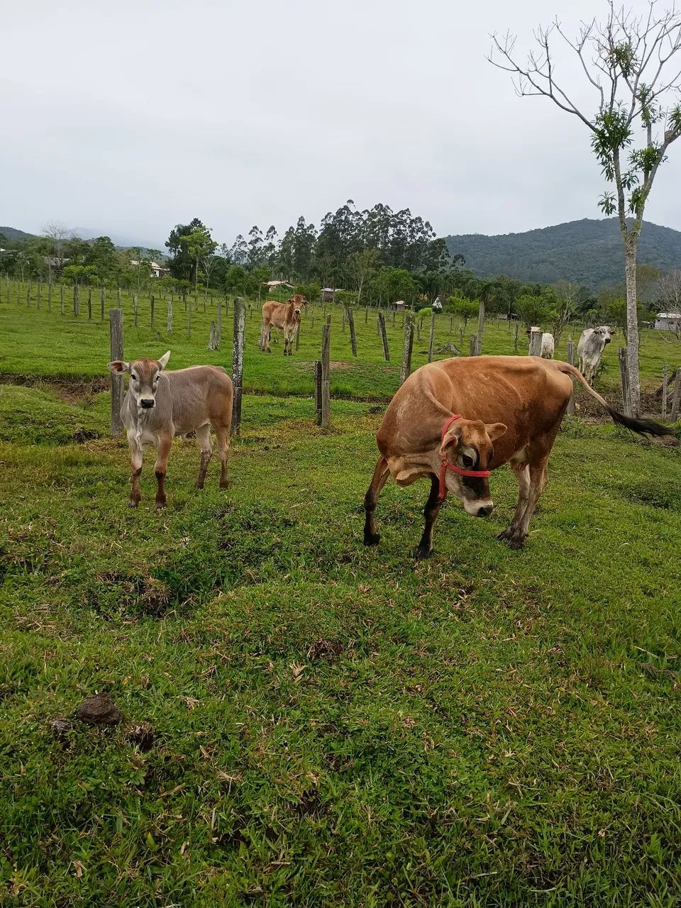 Vendo vaca e novilho