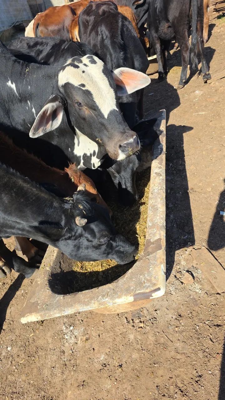 Silagem de milho  - Foto 4