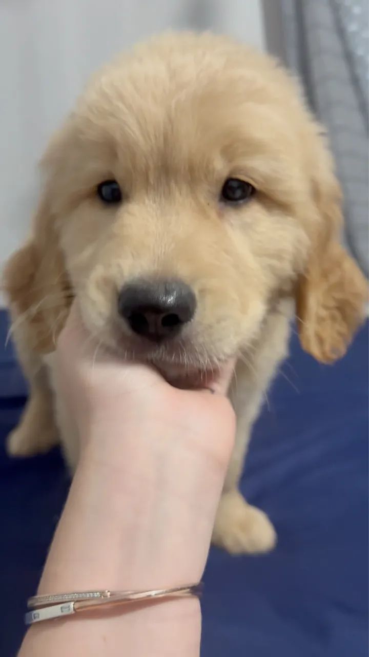 Golden retriever  - Foto 2