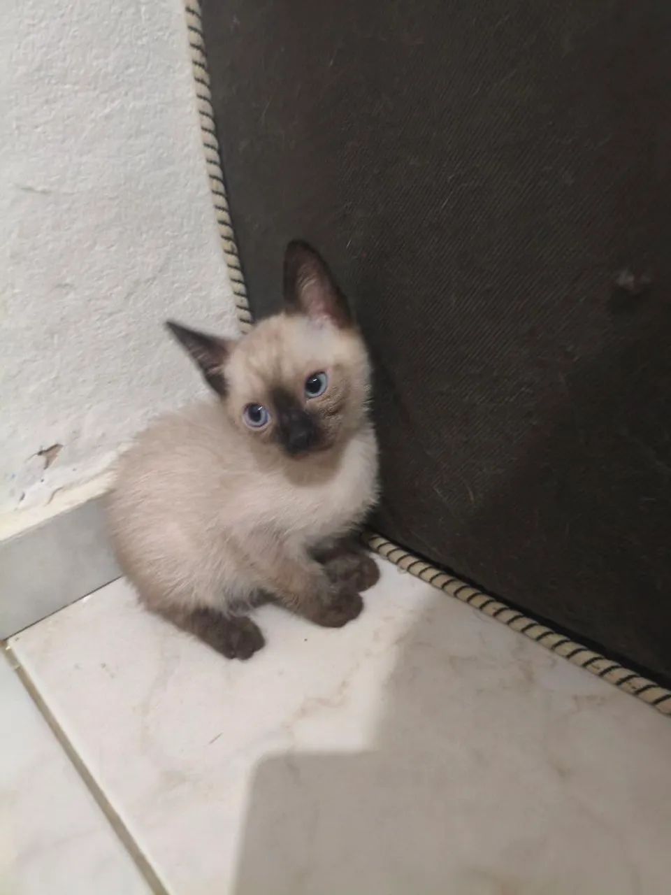 Gatos para doação - Foto 2