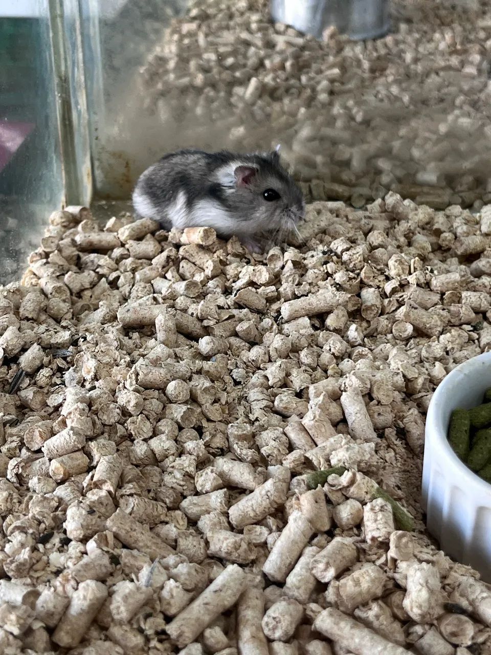 Hamster anão russo  - Foto 2