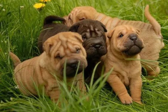 Sharpei Filhotes