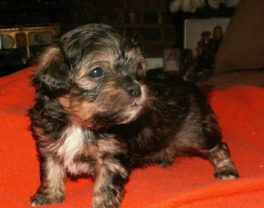 peludinhos e pequenos  - Foto 3