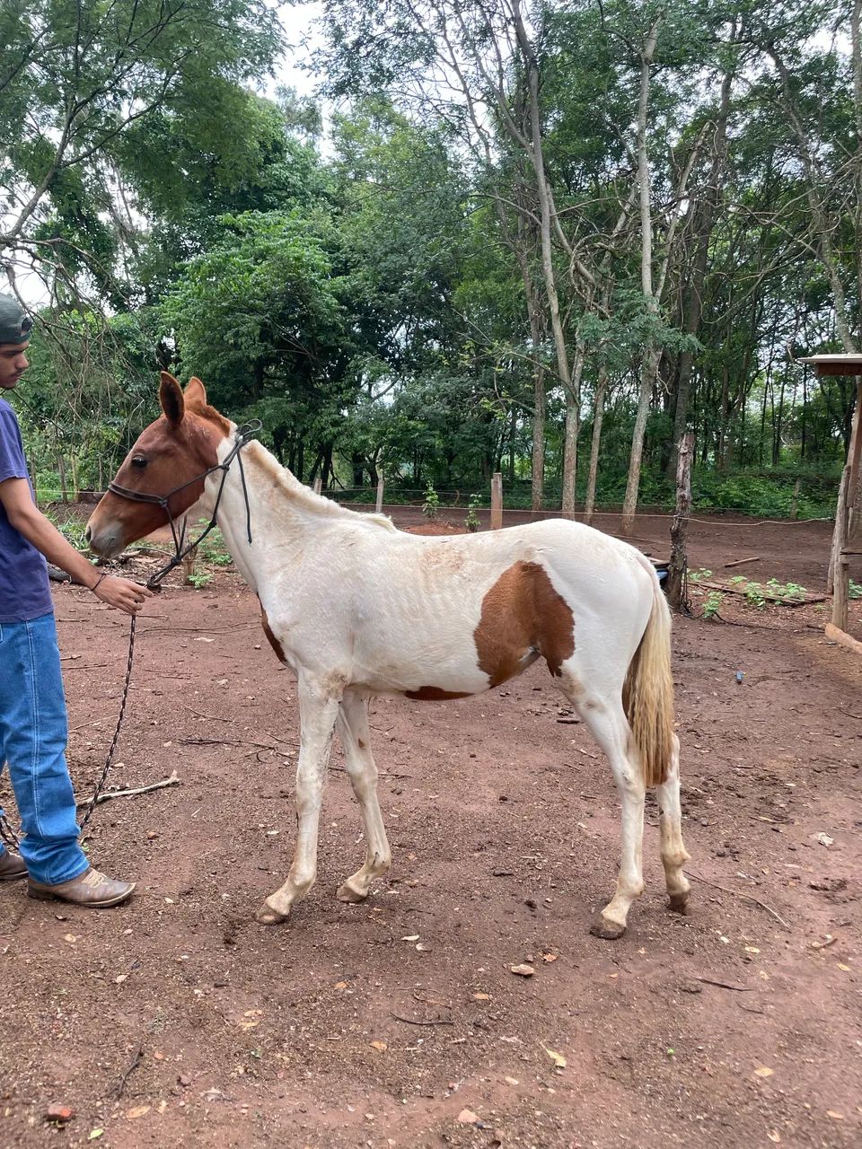 Potra mangalarga  - Foto 2