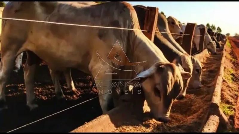 Fazenda - Santa Vitoria - Zona Rural - Foto 5