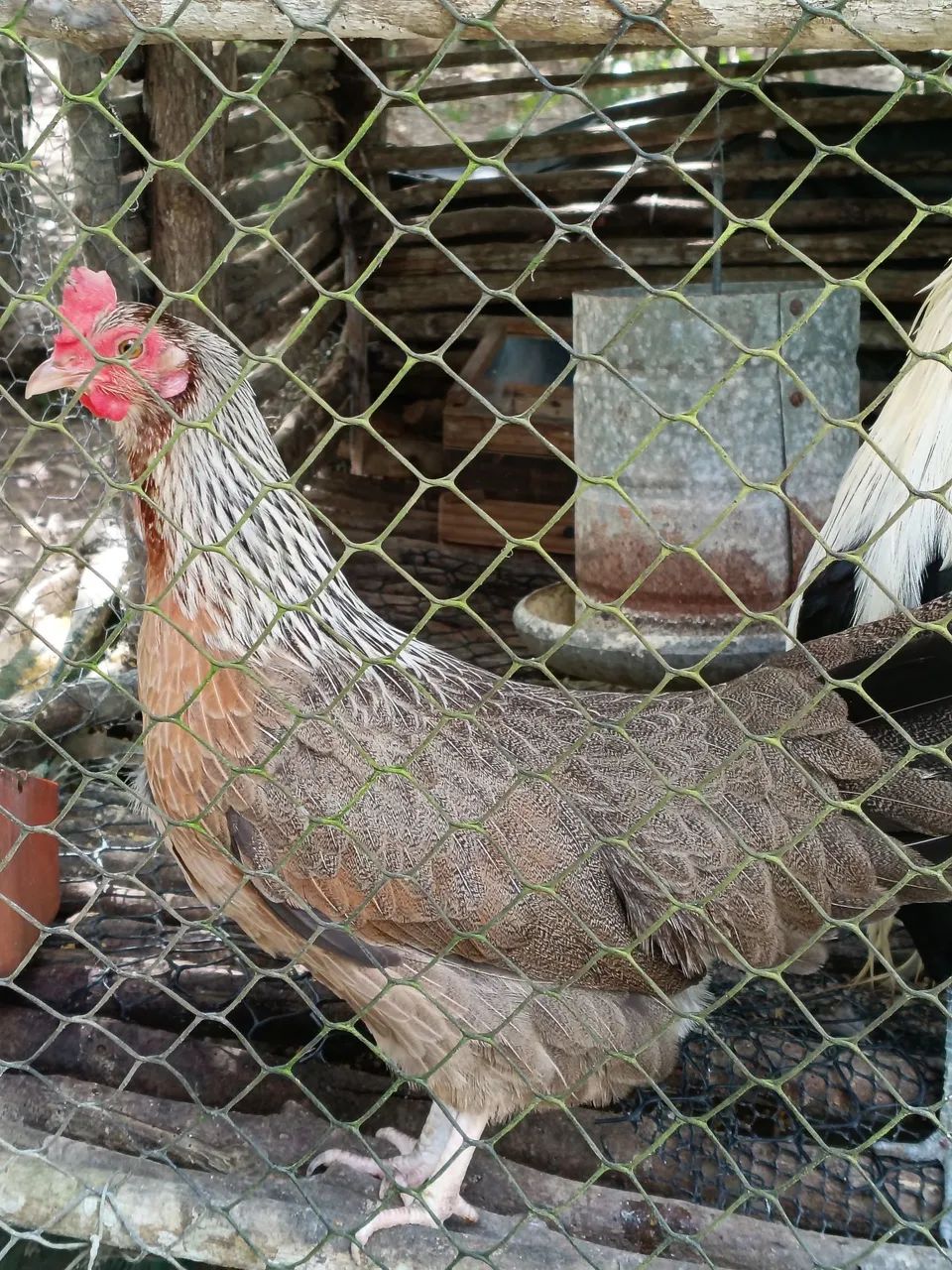 Galo e galinha  - Foto 3
