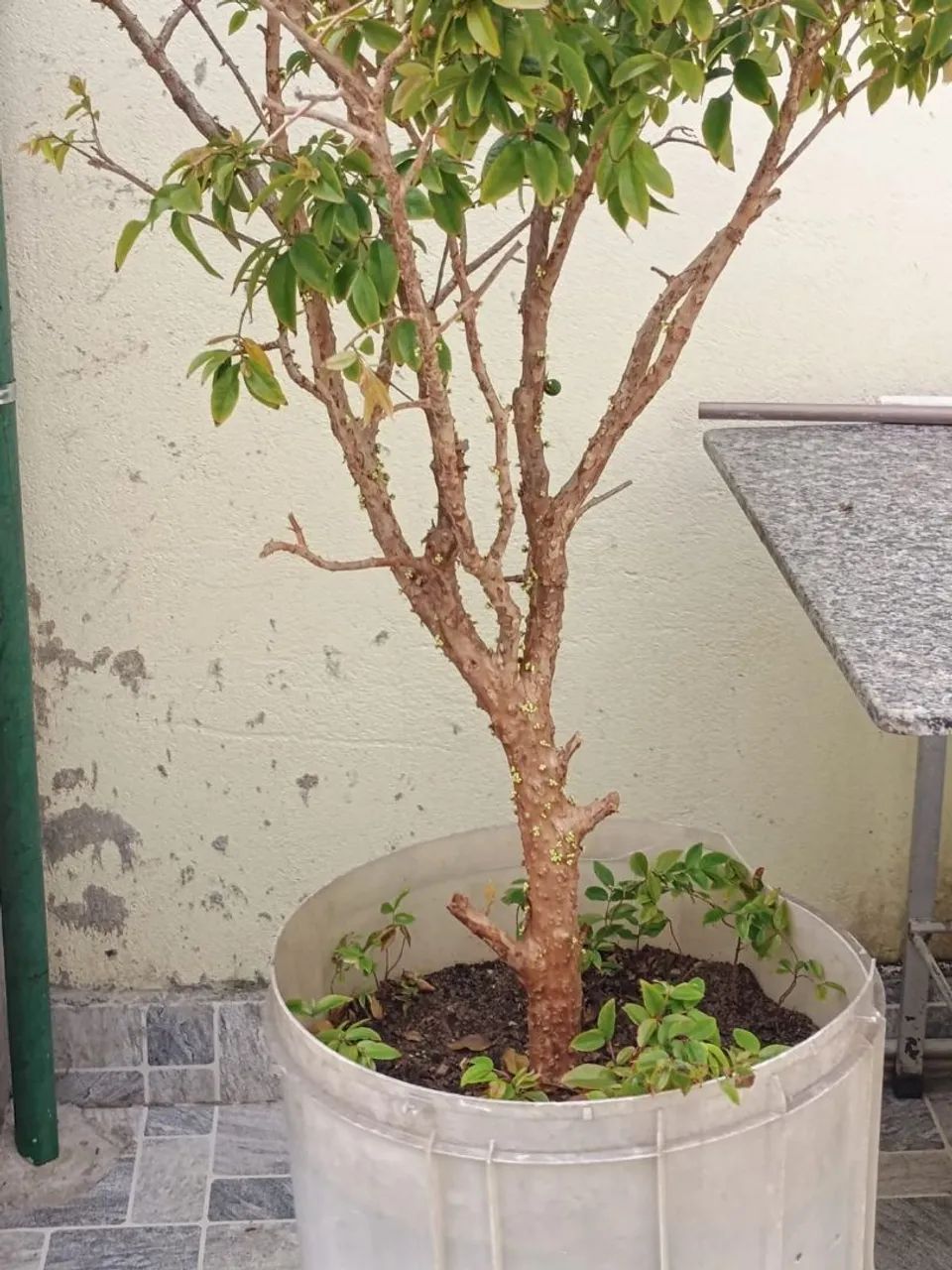 Pé de jabuticaba e de acerola - Foto 2